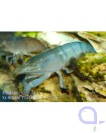 Blaue Monsterfächergarnele - Atya gabonensis