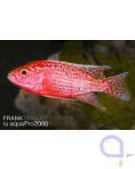 Aulonocara spec. Firefish Hybride