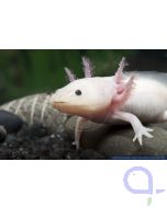 Axolotl Weißling - Ambystoma mexicanum