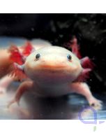 Axolotl Weißling - Ambystoma mexicanum - Gesicht