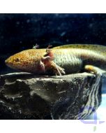 Axolotl naturfarben - Ambystoma mexicanum