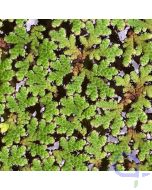 Azolla filiculoides - Feenmoos, Große Algenfarn