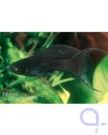 Black Molly Lyratail - Poecilia sphenops