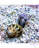 Babylonia zeylanica - Babylonia Schnecke