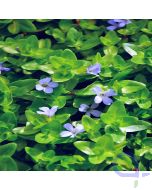 Bacopa caroliniana - Großes Fettblatt - Sauerstoffpflanze