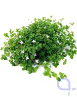 Bacopa australis - Südliches Fettblatt - Topfpflanze