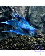 Kampffisch Veiltail - Blue - Betta splendens *GN70