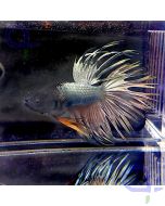 Kampffisch Crowntail - Metallic Dream - Betta splendens