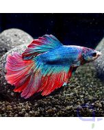 Kampffisch - Premium Halfmoon - Bicolor - Betta splendens