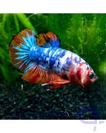 Kampffisch Plakat - Comic Nemo - Betta splendens *GN32