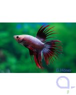 Kampffisch Crown Tail