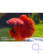 Kampffisch Halfmoon Rot - Männchen - Betta splendens