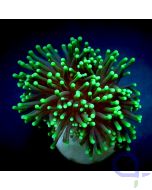 Euphyllia glabrescens - Black Torch