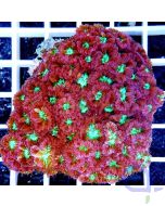 Blastomussa merleti 