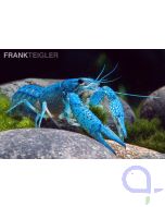 Blauer Floridakrebs - Procambarus alleni 