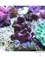 Heliopora coerulea - Blaue Koralle - Ableger
