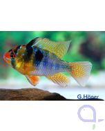 Blauer Schmetterlingsbuntbarsch - Mikrogeophagus ramirezi