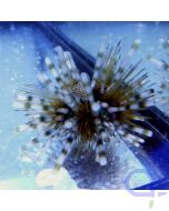 Echinothrix calamaris - Bleistift-Diademseeigel