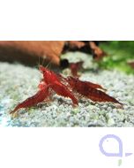 Bloody Mary Garnele - Neocaridina davidi