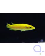 Bild 1 Bodianus bimaculatus - Zweipunktlippfisch