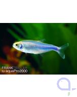 Blauer Perusalmler - Boehlkea fredcochui 