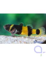 Goldringelgrundel - Brachygobius xanthozonus / doriae