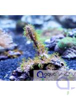 Briareum asbestinum - Hornkoralle