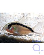 Stromlinien Panzerwels - Brochis (Corydoras) arcuatus
