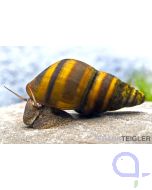 Gestreifte Turmdeckelschnecke -  Brotia dautzenbergiana