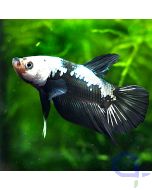 Kampffisch Plakat - Black Samurai - Betta splendens