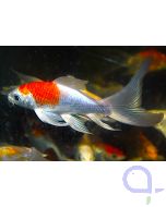 Butterfly Koi Mix 8-11cm - Cyprinus carpio