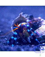 Calcinus elegans - Blauer Halloween-Einsiedlerkrebs