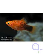 Korallenplaty calico - Xiphophorus maculatus