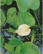 Calla palustris - Sumpfcalla Drachenwurz