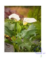 Zantedeschia aethiopica - Sumpfkalla