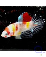 Kampffisch Candy "Yellow Spots" - Betta splendens