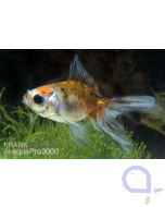 Carassius auratus Calico Schleierschwanz