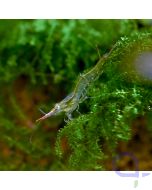 Rote Nashorngarnele - Pinocchiogarnele - Caridina gracilirostris