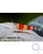 Red Bee Garnele - Caridina logemanni