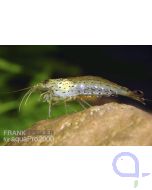 Amanogarnele - Caridina multidentata - M