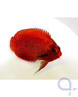Centropyge aurantia - Goldstreifen-Zwergkaiserfisch
