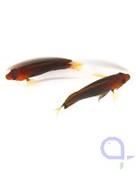 Centropyge fisheri - Hawaii-Zwergkaiserfisch