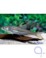 Nase (Fisch)- Chondrostoma nasus