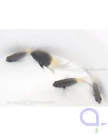Chromis dimidiata - Zweifarben-Schwalbenschwanz