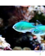 Chromis viridis