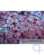 Clavularia Neon - Ableger  Bild1