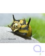 Geweihschnecke - Clithon diadema