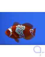 Premnas biaculeatus - Lightning Maroon Clownfish