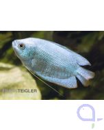 Blauer Zwergfadenfisch - Trichogaster Colisa lalius blue