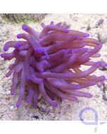 Bild Condylactis gigantea Lila - Florida-Anemone - Karibische Goldrose